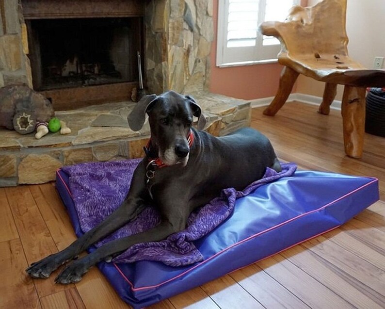 May include: A large, grey Great Dane dog is lying on a purple and blue dog bed with a pink border. The dog is wearing a red collar and is looking to the left of the frame.