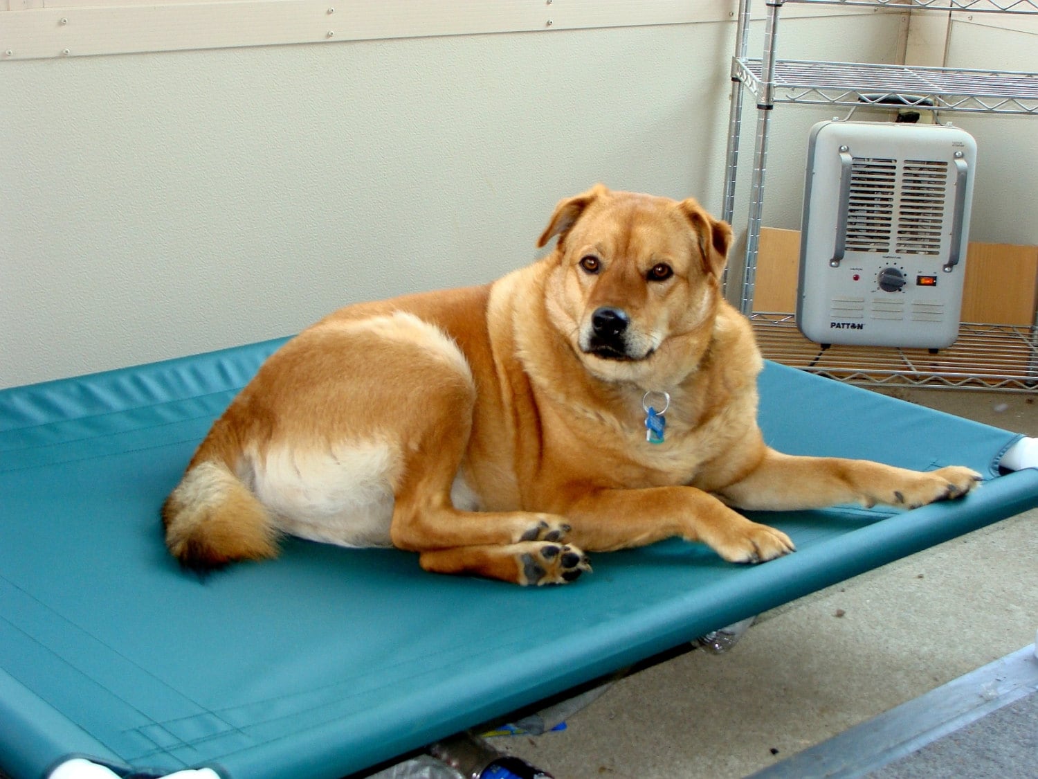canvas dog beds for large dogs