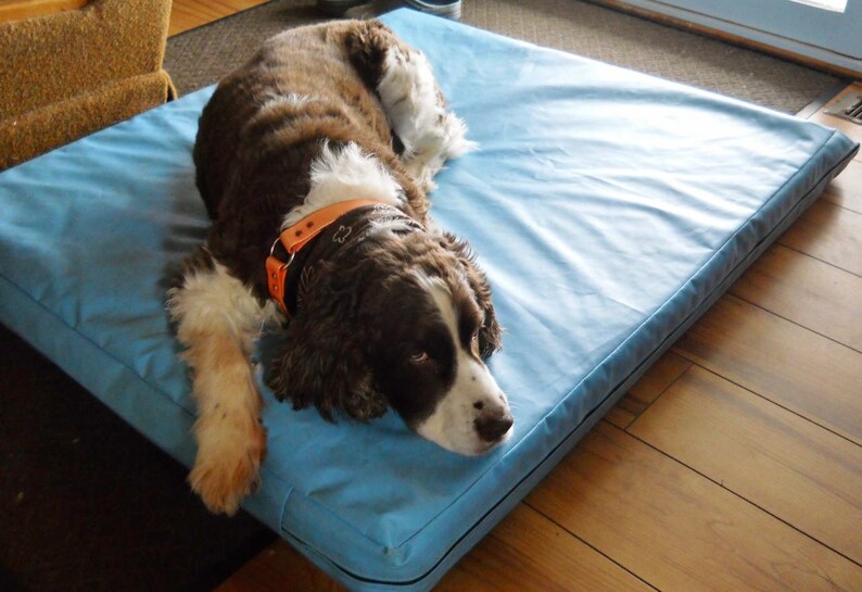May include: A brown and white dog with an orange collar is lying on a blue dog bed. The dog is looking to the right of the image.