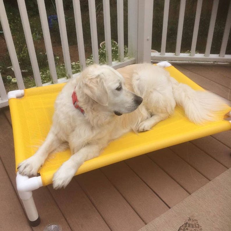May include: A white dog with a red collar is lying on a yellow elevated dog bed. The bed is made of fabric and has a white plastic frame. The dog is looking to the right.