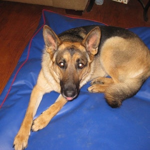 May include: A German Shepherd dog lying on a blue dog bed with red trim. The dog has brown and black fur and is looking at the camera.