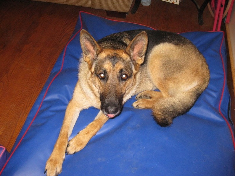 May include: A German Shepherd dog lying on a blue dog bed with red trim. The dog has brown and black fur and is looking at the camera.