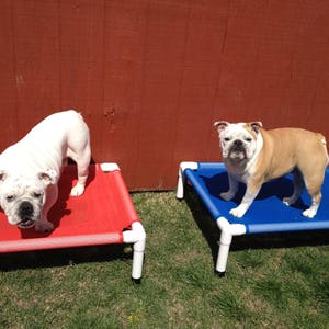 May include: Two white and brown bulldogs relaxing on blue and red dog beds. The beds are made of fabric and have a metal frame.