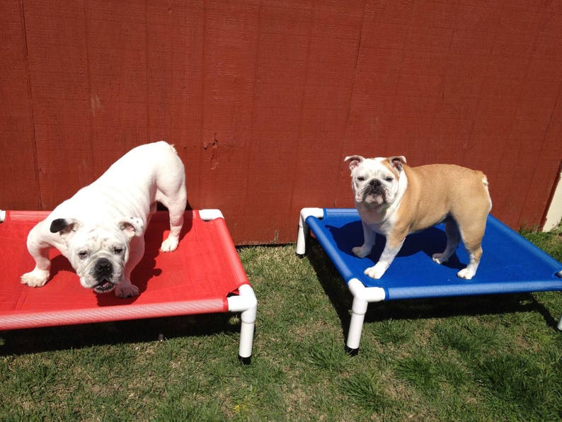 May include: Two white and brown bulldogs relaxing on blue and red dog beds. The beds are made of fabric and have a metal frame.