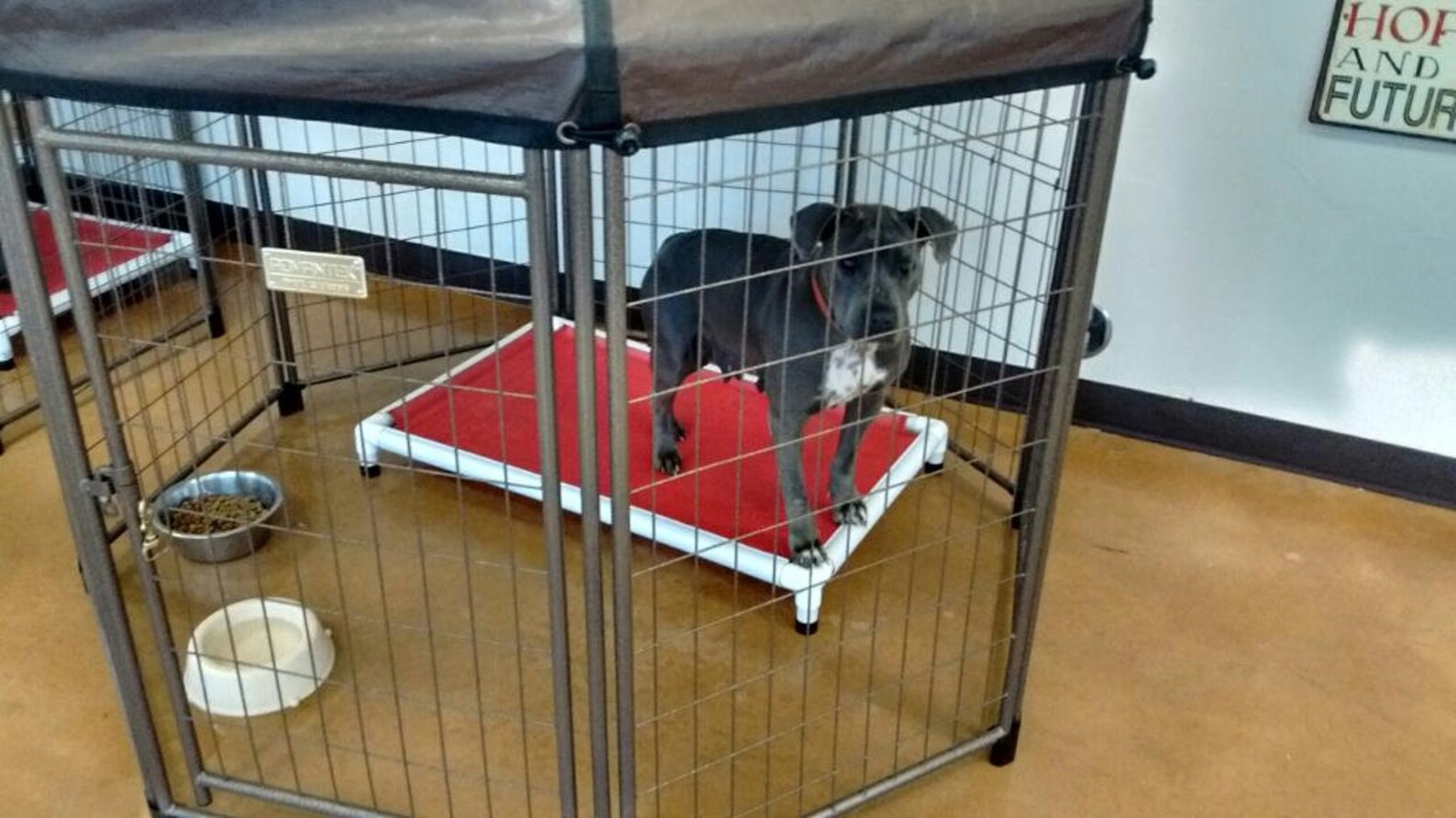 Chew Proof Dog Bed Chew Guards Included 4 Sizes 15 Canvas or Etsy