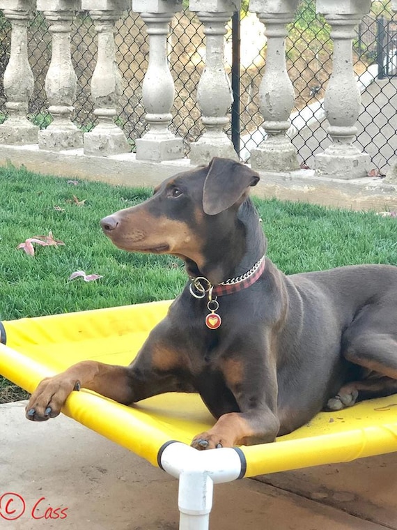 large dog hammock bed