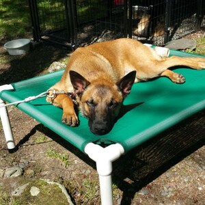 May include: A brown and tan dog is sleeping on a green elevated dog bed. The bed is made of a green mesh material and has white plastic legs. The dog is tethered to the bed with a white rope.