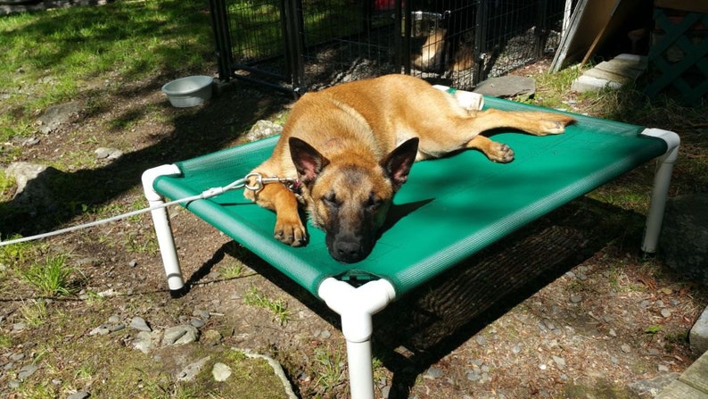 May include: A brown and tan dog is sleeping on a green elevated dog bed. The bed is made of a green mesh material and has white plastic legs. The dog is tethered to the bed with a white rope.
