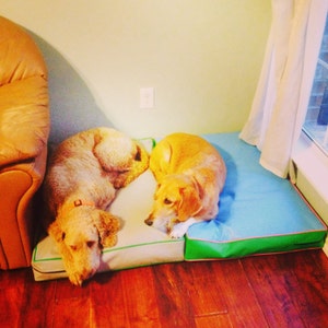 May include: Two dogs sleeping on a blue and green dog bed. One dog is a light brown poodle and the other is a light brown and white hound.
