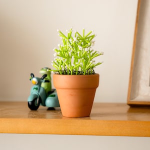以下が含まれることがあります： 明るい緑色の茎と白いアクセントが付いた装飾的な植物が入った小さなテラコッタの鉢。カエルライダー付きのターコイズスクーターのおもちゃが左側にあります。アイテムは木製の棚にあります。