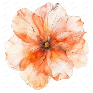 Könnte beinhalten: Aquarell-Illustration einer großen, offenen Blume mit zarten, durchscheinenden Blütenblättern. Die Blume weist Farbtöne von Orange, Pfirsich und Gelb auf, mit feinen, goldfarbenen Linien, die die Blütenblätter umreißen. Das Zentrum der Blume ist dunkelbraun mit einem gelben Zentrum.