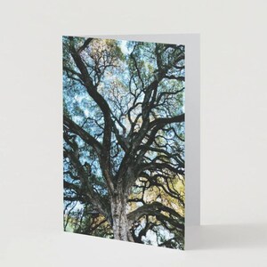 Live Oak Tree Photo Folded Greeting Card, blank inside, 10x7in, nature/wildlife gift, envelopes included, set of 1 or 5 cards
