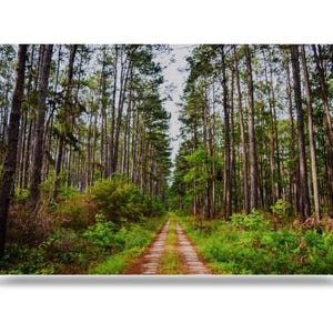 May include: A dirt track winds through a dense forest of tall, slender pine trees. The track is lined with lush green foliage and the trees create a canopy overhead, casting dappled shadows on the ground.