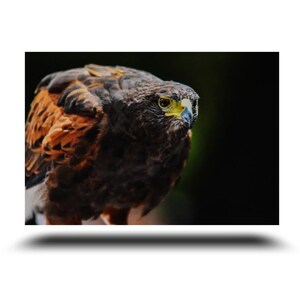 Harris Hawk Photo Print, Canvas, HD Metal, Paper Print, Framed Paper Print, bird photo, wildlife, hawk, nature wall art, wall decor