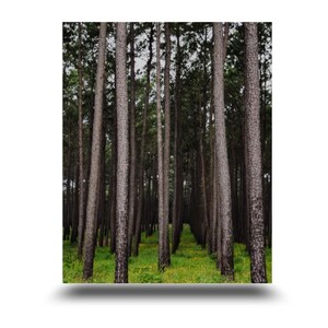 May include: A dense forest of tall, slender pine trees with green foliage. The trees are evenly spaced and create a sense of depth and perspective. The forest floor is covered in a carpet of green grass and scattered with yellow wildflowers.