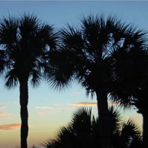 Hardy Windmill Palm Seeds from USA Trachycarpus Fortunei 100 + SEEDS