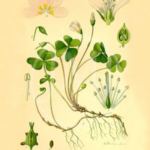 Pu&ograve; includere: Un'illustrazione botanica di una pianta di acetosella, Oxalis acetosella, con un fiore rosa, foglie verdi e una rappresentazione dettagliata delle radici della pianta. L'illustrazione &egrave; etichettata con il nome scientifico e il nome comune, "Acetosella comune".
