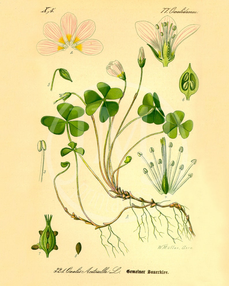 Pu&ograve; includere: Un'illustrazione botanica di una pianta di acetosella, Oxalis acetosella, con un fiore rosa, foglie verdi e una rappresentazione dettagliata delle radici della pianta. L'illustrazione &egrave; etichettata con il nome scientifico e il nome comune, "Acetosella comune".
