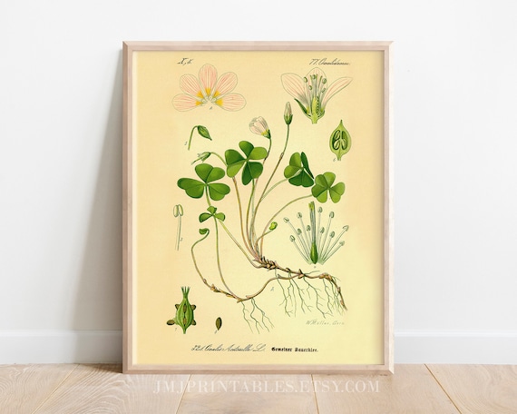 Printable Saint Patrick's Day Holy Trinity Shamrock Art Instant Download Botanical Irish Decor Catholic Printable Art