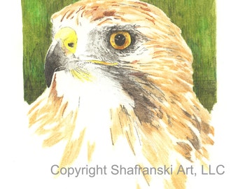 Red Tailed Hawk