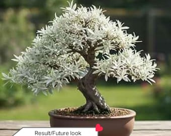 Kit de inicio de esquejes vivos de sauce para bonsái: esquejes frescos de árboles no transgénicos para cultivo en interiores y exteriores. Cultiva tu propio bonsái fácilmente en casa.