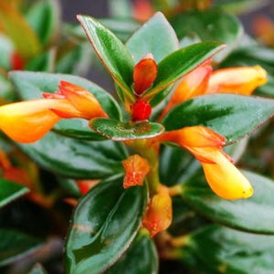 Puede incluir: Primer plano de una planta con hojas verdes vibrantes y flores de color naranja y amarillo brillante. Las flores son tubulares, con un degradado de colores. Las hojas tienen una textura brillante y la imagen está bien iluminada.