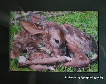 Newborn Fawn, Baby Deer, just birthed 8x10 Print, Single Matt.