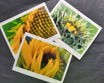 Sunflower Photo Greeting Cards Blank - Set of 3, taken in New Jersey.  Original Photograph, Each Card Art signed, can frame artwork.