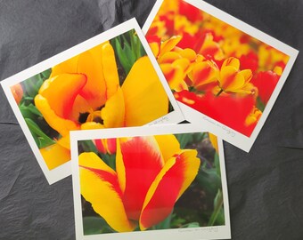 Tulip Flower Photo Greeting Cards Blank - Set of 3, taken in New Jersey.  Original Photograph, Each Card Art signed, can frame artwork.