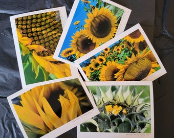 Set of 5, Sunflower Photo Greeting Cards Blank, taken in New Jersey.  Original Photograph, Each Card Art signed, can frame artwork.