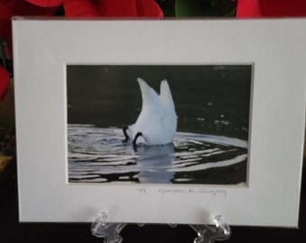 Goose, Yellowstone, 5x7 Print, Single Matt.