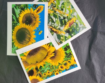 Yellow Sunflower Photo Greeting Cards Blank - Set of 3, taken in New Jersey.  Original Photograph, Each Card Art signed, can frame artwork.