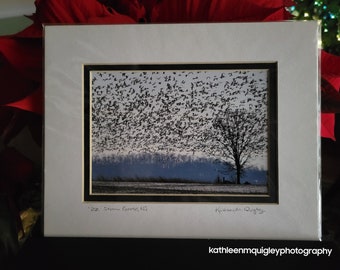 Snow Geese, 8x10 Print, Double Matt.