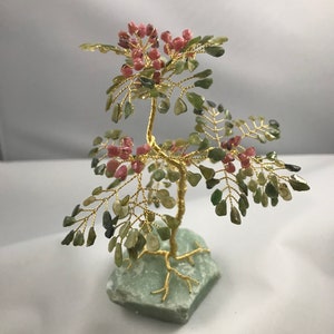 Miniature Mimosa Gem Tree