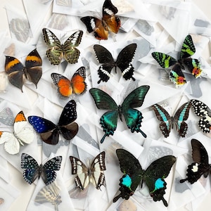 May include: A collection of colorful butterfly specimens displayed on white paper backgrounds. The butterflies are arranged in a variety of positions, showcasing their intricate wing patterns and vibrant colors.