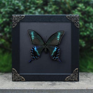 Papilio Maacki, Summer Form Blue Green Black Swallowtail Butterfly, Specimen Keepsakes, Astronomy Astrology Display Frame, Anniversary Gift
