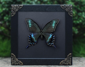 Papilio Maacki, motyl o letnich, niebiesko-zielonych i czarnych ogonkach, pamiątkowe okazy, ramka do ekspozycji astronomii, prezent na rocznicę