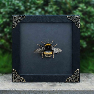 May include: A framed insect display featuring a bumblebee with black and yellow stripes, set against a dark background. The black frame has ornate corner accents. The bee's wings are spread, showcasing its detailed structure.