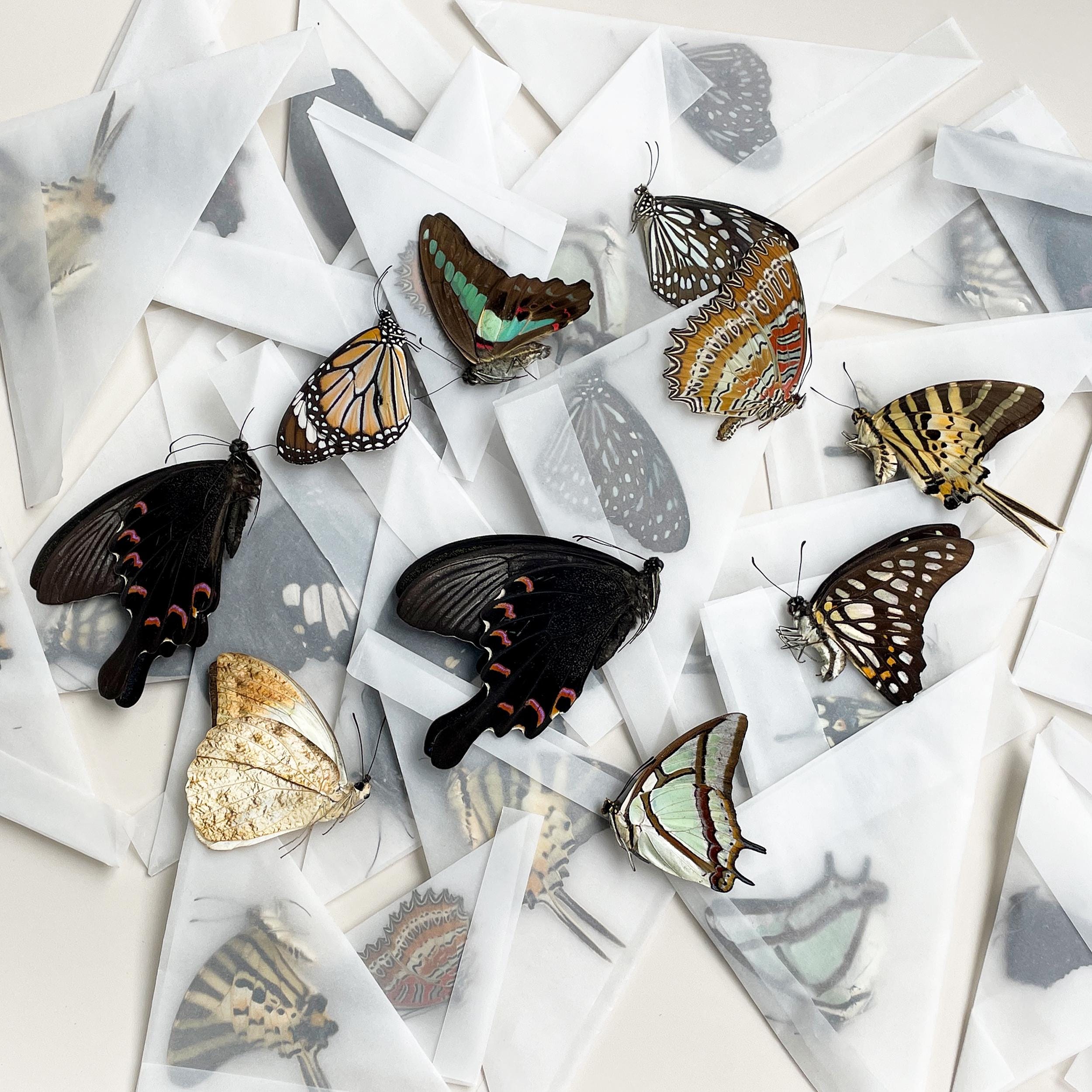 Unmounted butterfly - Etsy 日本