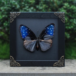 May include: A framed butterfly specimen with blue and white spotted wings, set against a dark background. The black frame has decorative corner accents. The butterfly's lower wings are a muted gray-brown color.