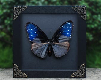 Prawdziwy motyl, wyjątkowa dekoracja ścienna, wyjątkowy prezent, pamiątkowe okazy motyli, naturalny okaz estetyczny