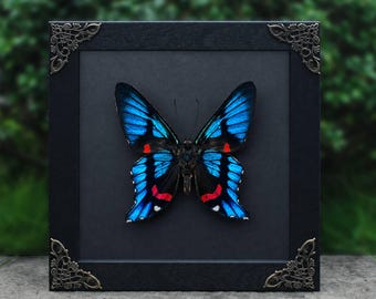 Real ButterflyInsect, One-Of-A-Kind Wall Decor, Unique gift, Butterfly Specimen Keepsakes, Natural Aesthetic Specimen