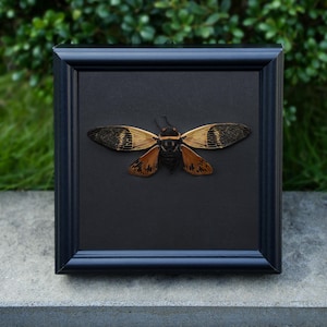 Echte ingelijste cicade, cicadoidea kevers, echte insectenmuurvertoning, gotisch huisdecor, gotische maanheks muurvertoning