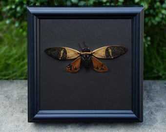 May include: A framed insect specimen of a cicada with black and brown wings and orange markings. The cicada is mounted on a black background inside a black frame.