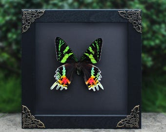 Prawdziwa rama ćmy Urania Ripheus, suszona ćma motyla Sunset Moth Taxadermy, sztuka ścienna z owadami, gotycka dekoracja na Halloween, wyjątkowy prezent