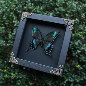 Green Summer Form ButterflyInsect, One-Of-A-Kind Wall Decor, Unique gift, Butterfly Specimen Keepsakes, Natural Aesthetic Specimen