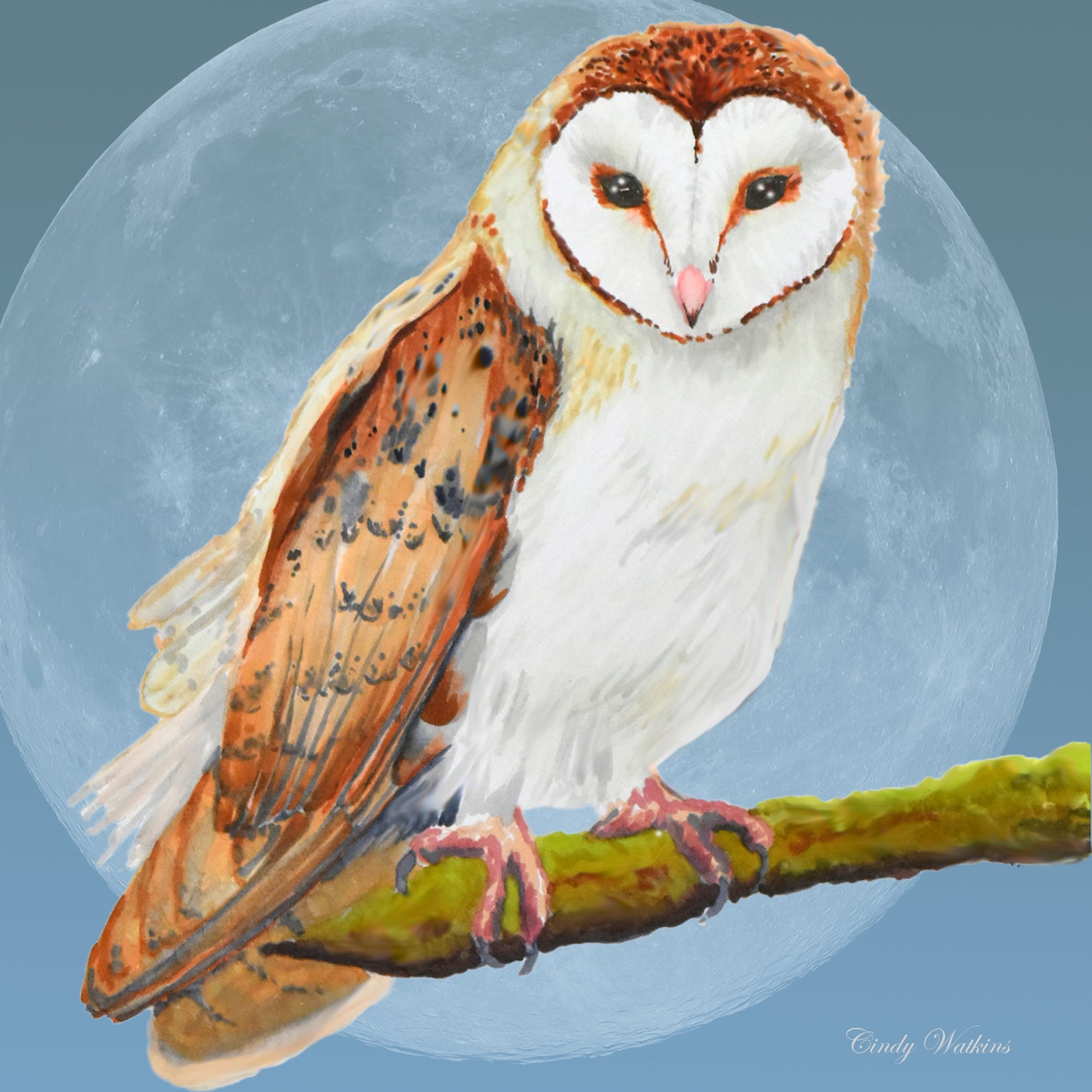 Barn Owl art canvas print Etsy