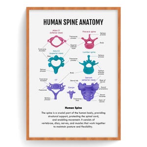 Human Spine Anatomy,  Human Spine Vertebrae, Spinal Cord, Spinal Column, Vertebral Column Art, Human Anatomy Poster, Digital Download