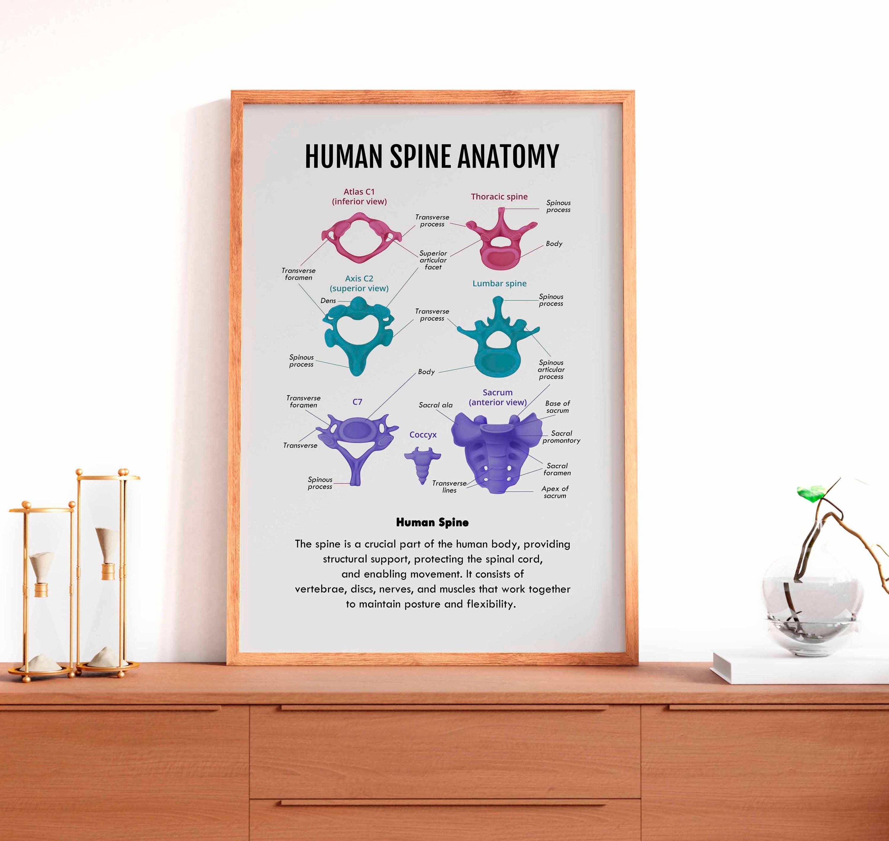 Human Spine Anatomy Poster: Vertebral Column Art (digital Download) - Etsy