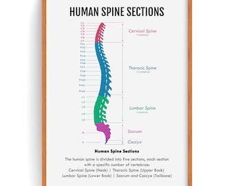 Human Spine Anatomy Art Poster: Vertebral Column Sections (Digital Download)